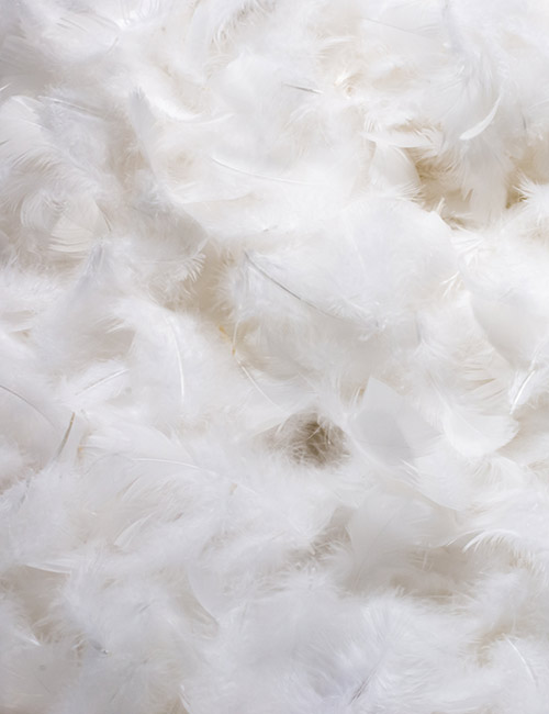 feather.1fe60756f826